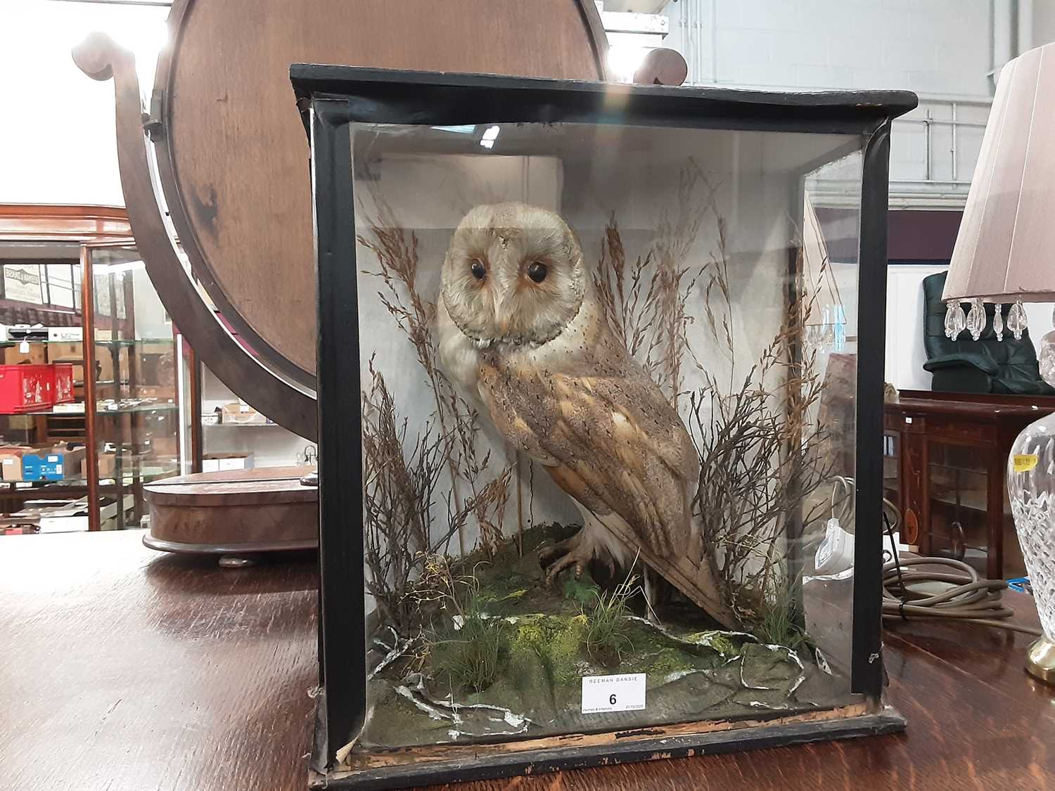 Lot 6 - Stuffed owl in glazed case