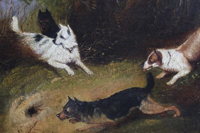 Lot 235 - Attributed to Edward Armfield (1817-1896) oil on canvas - terriers around a rabbit warren, tondo, in gilt frame, 28cm diameter