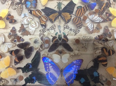 Lot 936 - Early 20th century display of butterflies and beetles