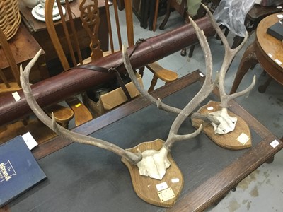 Lot 79 - Two set of deer antlers mounted on shields