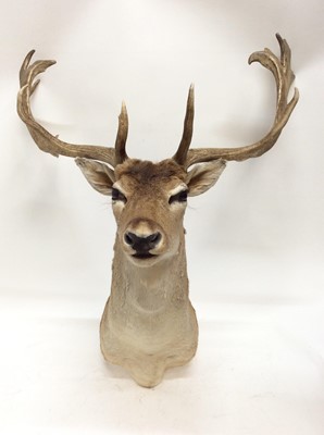 Lot 938 - Fallow Deer head and shoulders mount, for wall hanging display