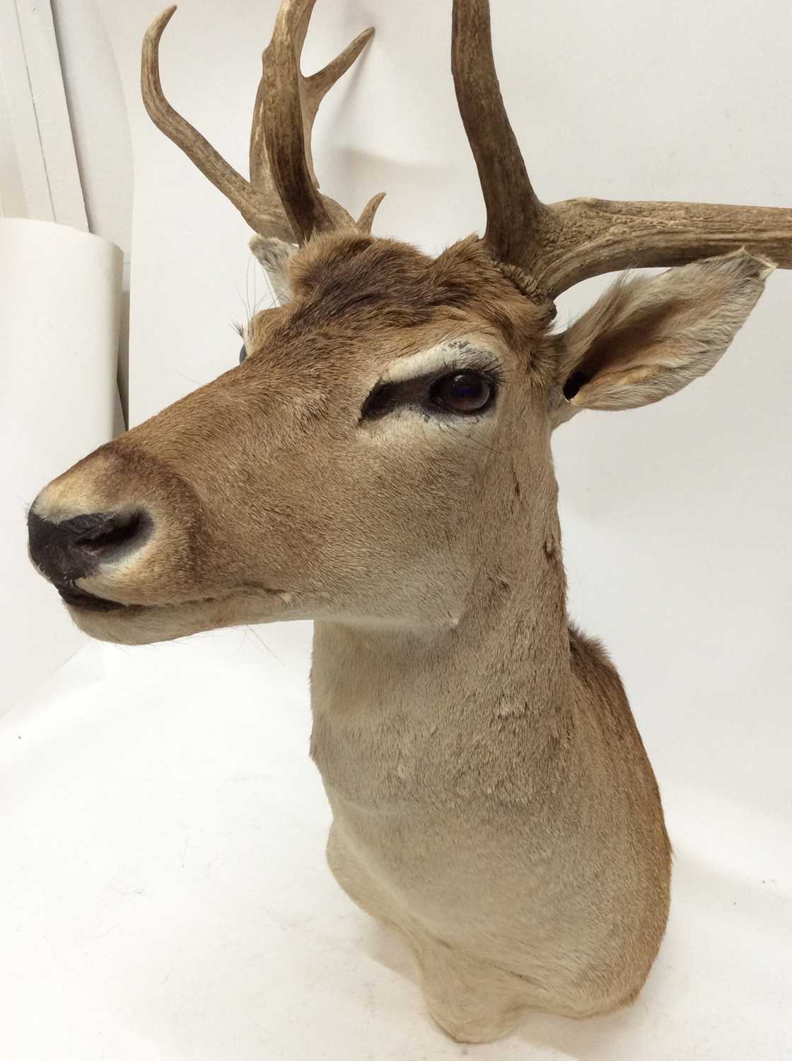 Lot 938 - Fallow Deer Head And Shoulders Mount, For