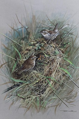 Lot 180 - Basil Ede (1931-2016) watercolour - wrens and chicks in their nest, signed, unframed, 45.5cm x 36cm overall