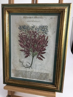 Lot 357 - After Pietro Mattioli (1501-1577) five hand coloured woodblock botanical prints by Wolfgang Mayerpick, circa 1568, in glazed gilt and painted frames, 41cm x 32cm