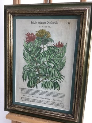Lot 357 - After Pietro Mattioli (1501-1577) five hand coloured woodblock botanical prints by Wolfgang Mayerpick, circa 1568, in glazed gilt and painted frames, 41cm x 32cm