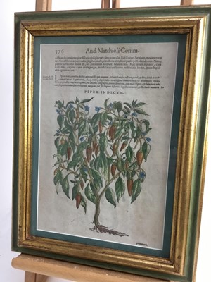 Lot 357 - After Pietro Mattioli (1501-1577) five hand coloured woodblock botanical prints by Wolfgang Mayerpick, circa 1568, in glazed gilt and painted frames, 41cm x 32cm