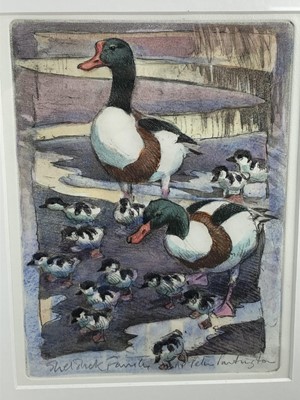 Lot 254 - Peter Partington, contemporary, signed artists proof hand-coloured etching - Shelduck Family, in glazed frame, 28cm x 22cm