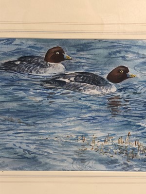 Lot 257 - Peter Partington, contemporary, watercolour - Goldeneye Ducks, signed, in glazed gilt frame, 21cm x 45cm