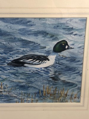 Lot 257 - Peter Partington, contemporary, watercolour - Goldeneye Ducks, signed, in glazed gilt frame, 21cm x 45cm