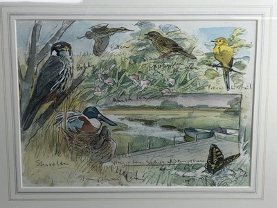 Lot 258 - Peter Partington, contemporary, pencil and watercolour illustration - Birds and Marshes from 'Birds of Hickling Broad', signed and inscribed, in glazed gilt frame, 26cm x 36cm