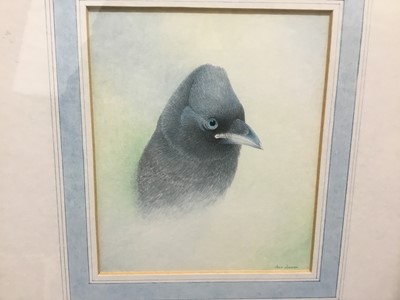Lot 62 - John Jinman (contemporary) watercolour, Crow, signed, 12 x 10cm, together with another smaller by the same hand, both in glazed frames
