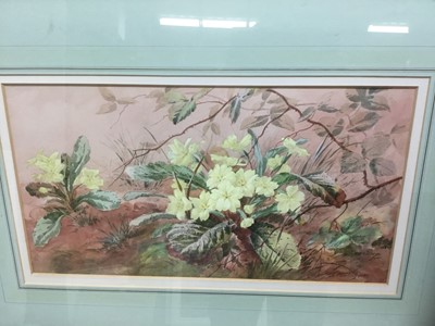 Lot 202 - A Burback (19th century) watercolour, study of primroses, signed and dared 1886, 27 x 48cm, glazed frame