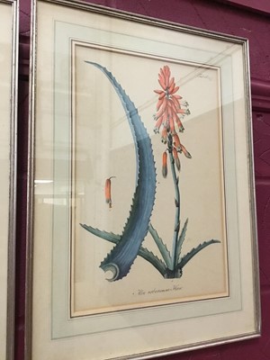 Lot 251 - Trio of 18th century style botanical prints, in glazed frames p