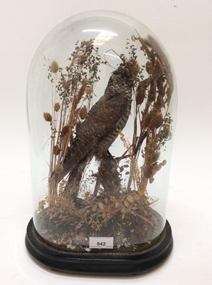 Lot 942 - Victorian Common Cuckoo within naturalistic setting under glass dome