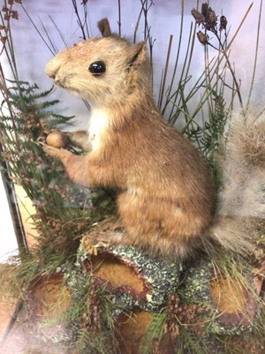 Lot 197 - Victorian Red Squirrel within naturalistic setting in glazed case