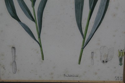 Lot 159 - Two good 19th century botanical watercolours