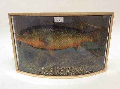 Lot 920 - Ballan Wrasse in naturalistic setting within a glazed bow front case