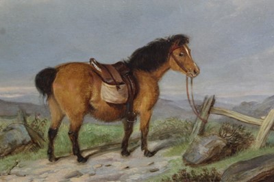 Lot 523 - 19th century, English School, oil on board - a pony