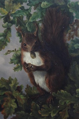 Lot 537 - G. L. Falconer, late 19th / early 20th century, oil on board - a red squirrel in a tree, signed, in gilt frame, 29cm x 21.5cm 
Provenance: Estate of the Late Jane Sumner