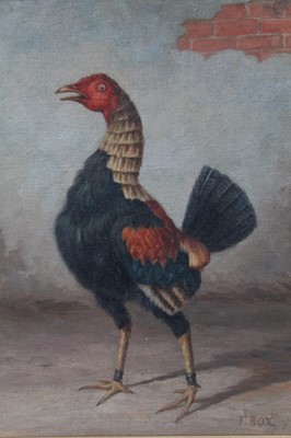 Lot 515 - J. Box, 20th century, oil on canvas laid on board - A Fighting Cock, signed, in gilt frame, 38cm x 29cm