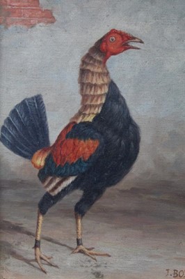 Lot 559 - J. Box, 20th century, oil on canvas laid on board - A Fighting Cock, signed, in gilt frame, 39cm x 28cm