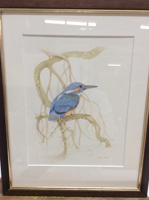 Lot 93 - Group of watercolours including Victor Noble Rainbird (1889 -1986) Eventide Bruges, a pair by Colin Challis (1939-2018), Wren​​, Kingfisher, W. Harvey - Charlotte’s Fish, Patricia Butt (1934-1990)...