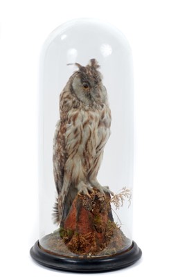 Lot 940 - Early 20th century Long- Eared Owl on perch under glass dome