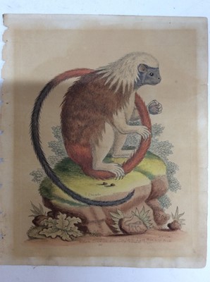 Lot 170 - After George Edwards, antique coloured engraving of a Monkey holding plums together with two others (3)