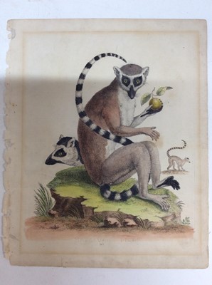 Lot 170 - After George Edwards, antique coloured engraving of a Monkey holding plums together with two others (3)