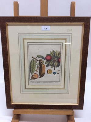 Lot 176 - 18th century hand coloured engraving - Fruits, titled, in glazed burr veneered frame, 22.5cm x 16.5cm, framed size 45cm x 40cm
