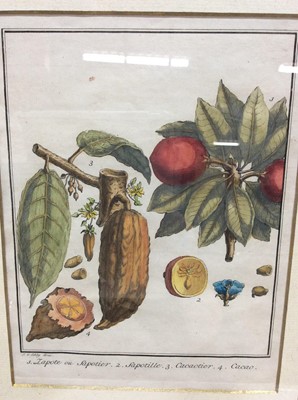Lot 176 - 18th century hand coloured engraving - Fruits, titled, in glazed burr veneered frame, 22.5cm x 16.5cm, framed size 45cm x 40cm