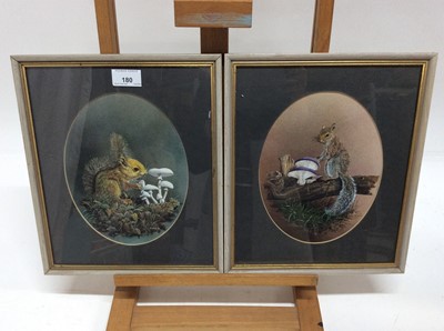 Lot 180 - Nicholas, pair of oval gouache studies - Red and Grey Squirrels, signed and dated '78 and '80, in glazed frames, 23cm x 17.5cm