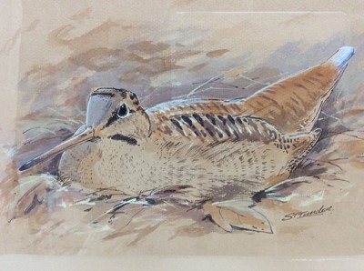 Lot 182 - Simon T. Trinder (b.1958) watercolour - A Woodcock, signed, in glazed gilt frame, 24.5cm x 35.5cm, framed size 45m x 55cm