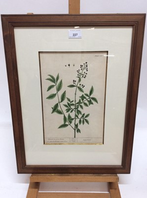 Lot 227 - Pair of 18th century hand coloured Botanical engravings, in glazed frames, 52cm x 41cm overall