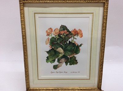 Lot 229 - James Steinmeyer, group of seven botanical watercolours, each titled, signed and dated 1986-87, in glazed frames, various sizes