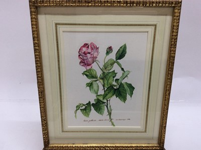 Lot 229 - James Steinmeyer, group of seven botanical watercolours, each titled, signed and dated 1986-87, in glazed frames, various sizes