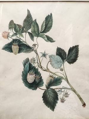 Lot 259 - 19th century English School watercolour - Rasberry Flower, in glazed frame, 25cm x 23cm