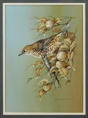 Lot 1053 - Terence James Bond (b.1946) watercolour and gouache - A Song Thrush