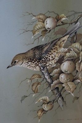 Lot 1053 - Terence James Bond (b.1946) watercolour and gouache - A Song Thrush