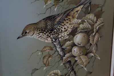 Lot 1053 - Terence James Bond (b.1946) watercolour and gouache - A Song Thrush