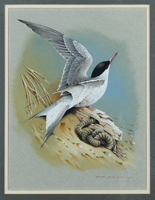 Lot 1052 - Terence James Bond watercolour and gouache - Tern