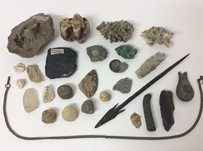 Lot 427 - Collection of fossils and other ancient items