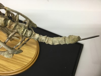 Lot 373 - Very scarce and fine example of a juvenile Psittacosaurus ('parrot lizard') dinosaur