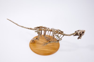 Lot 373 - Very scarce and fine example of a juvenile Psittacosaurus ('parrot lizard') dinosaur
