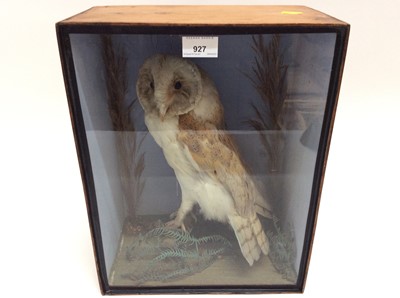 Lot 927 - Early 20th century Barn Owl within naturalistic setting in glazed case