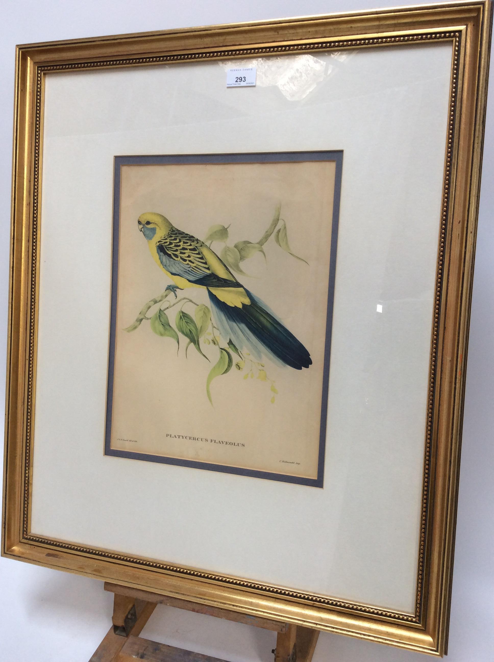 Lot 293 Pair Of Decorative John Gould Bird Prints In