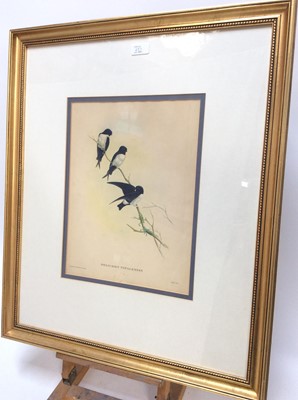 Lot 84 - Pair of decorative John Gould bird prints in glazed gilt frames, together with another similar pair (4)