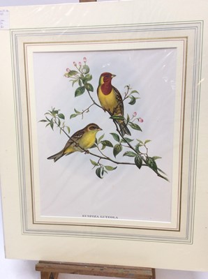 Lot 294 - Group of six John Gould bird prints