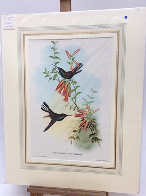 Lot 294 - Group of six John Gould bird prints