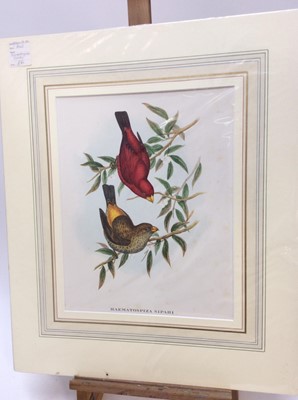 Lot 294 - Group of six John Gould bird prints